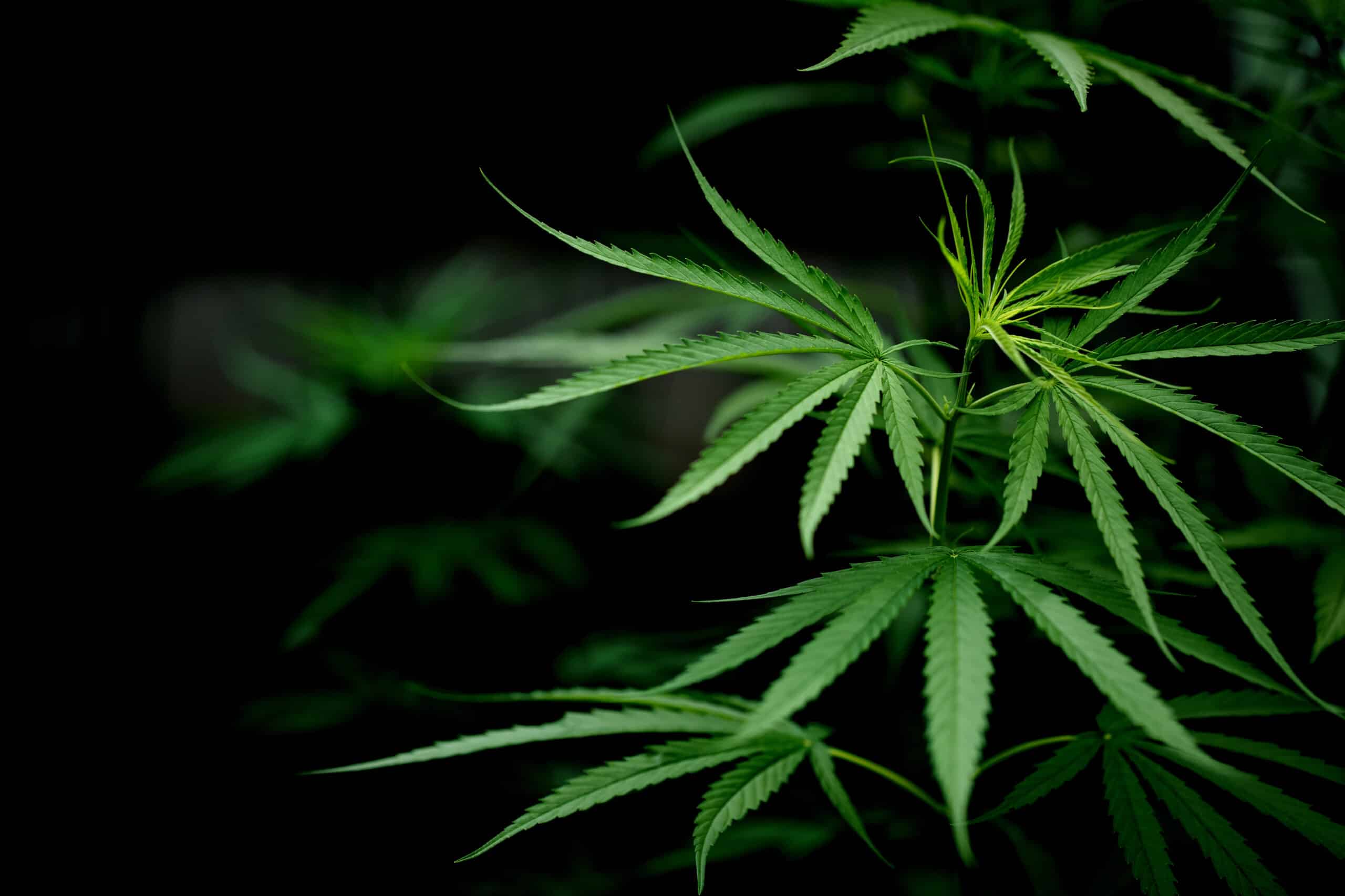 marijuana addiction